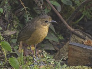 Tawny Antpitta