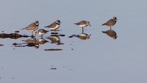 common ringed plovers with little stint and dunlin