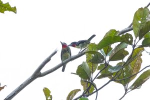 Black-spotted barbet couple