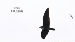 Bat Hawk, Borneo