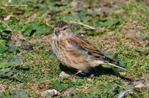 Linnet 2582.jpg