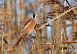 Bearded Tit 4997.jpg