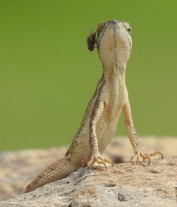 Fan-throated Lizard