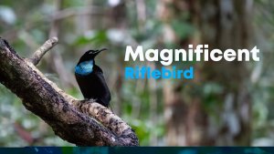 Magnificent Riflebird (Ptiloris magnificus) | Arfak Mountains, West Papua