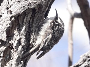 Brown Creeper ("Mexican" group)