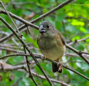 St. Lucia Black Finch