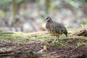 Sabah Partridge