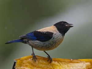 Black-headed Tanager