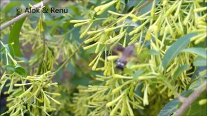 Hummingbird Hawk-moth :  nectaring : Amazing Wildlife of India by Renu Tewari & Alok Tewari