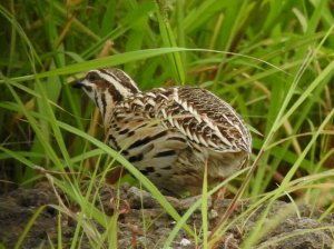 Rain Quail