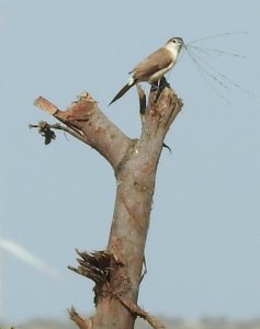 Indian Silverbill with nesting materials