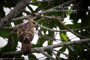 Wallace's Hawk-Eagle, Borneo