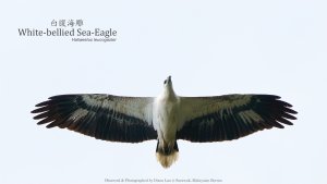 White-bellied Sea-Eagle, Borneo