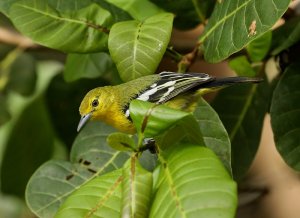 Common Iora