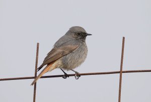 Black Redstart