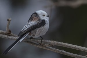 Long-tailed Tit