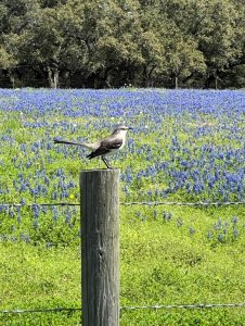 Northern Mockingbird and bluebonnets Ingleside TX by D Beaudry.jpg