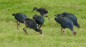 Purple Swamphens with Youngs