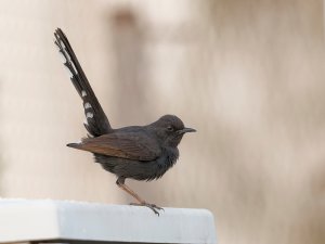 black bush robin