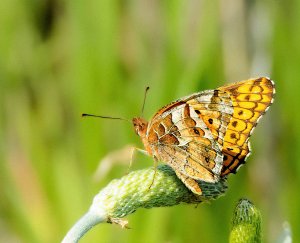 Variegated Fritillary