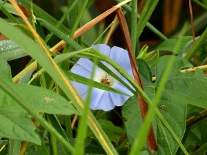 Ipomoea sp (?)