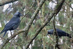 Two Jackdaws