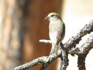 redcrossbill31024.JPG