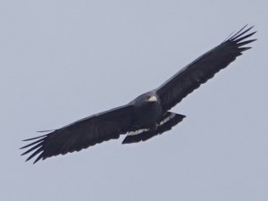 Common Black Hawk