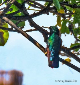 Green-throated Carib