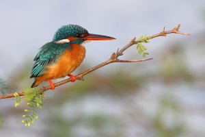 Common Kingfisher 32.JPG