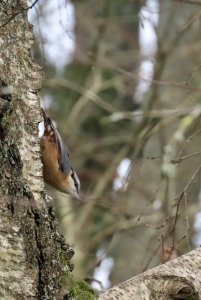 Nuthatch