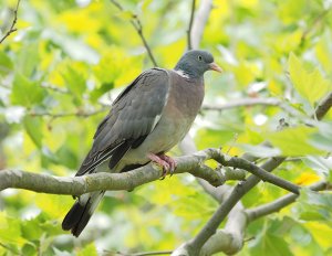 Common Wood Pigeon