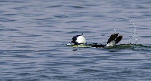 Bufflehead, Male