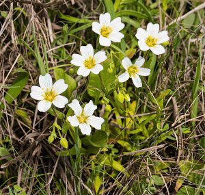 Drummond's Sandwort