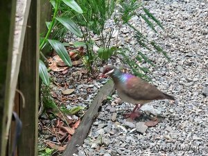 Bridled Quail-Dove