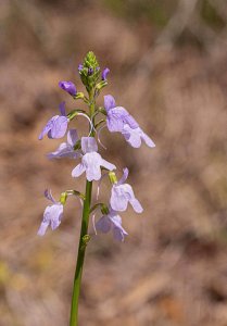 Texas Toadflax