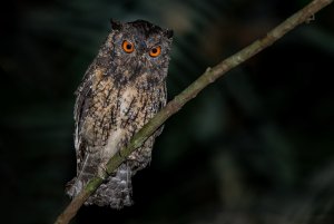 Guianan Screech-Owl