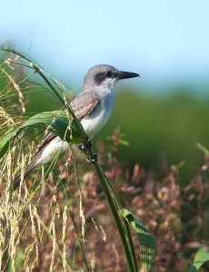 Gray Kingbird