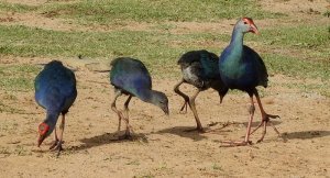 Purple Swamphen pair with Youngs