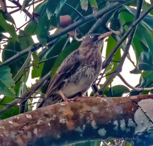 Pearly-eyed Thrasher