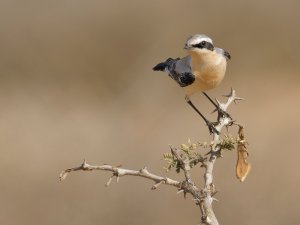 Northern wheatear