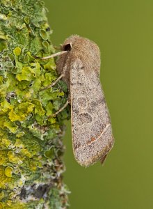 Common Quaker