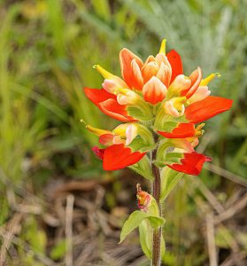 Texas Indian Paintbrush