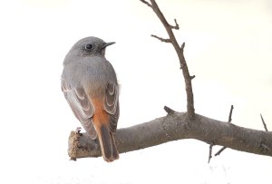 Black Redstart