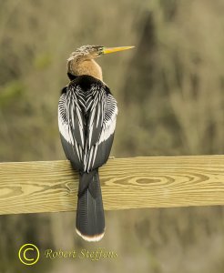 Anhinga