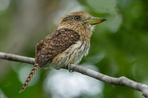 Eastern Striolated-Puffbird