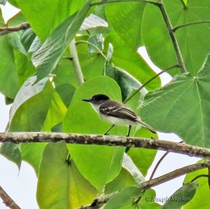 Puerto Rican Flycatcher