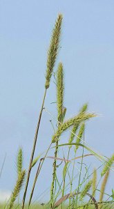 Giant Bristlegrass