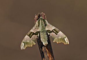 Lime Hawk-Moth