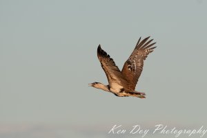 Australian Bustard ( in flight )